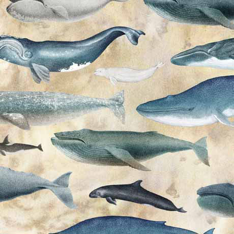 Siren's Call - Whales - 29993 - E