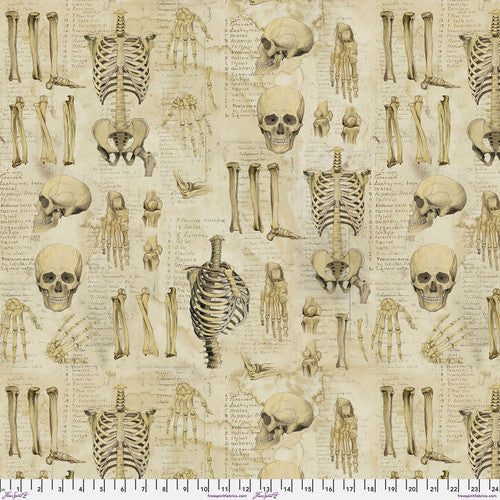 Laboratory - Anatomy Canvas, Neutral - CCTH011.NEUTRAL